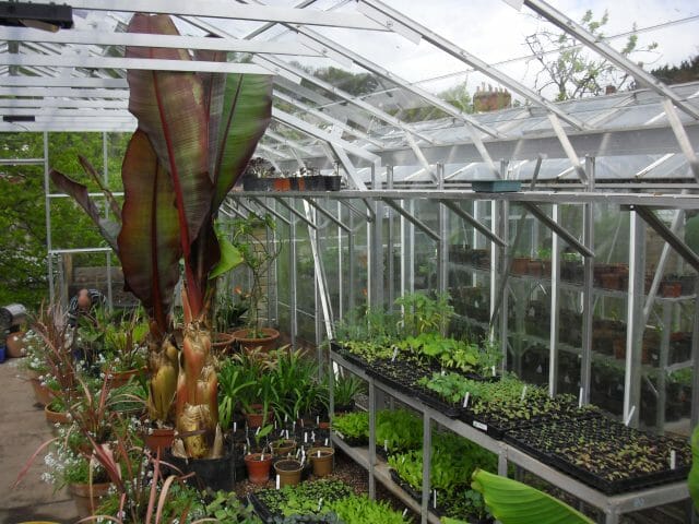 Semi-Commercial Greenhouses Gallery Dovetail Greenhouses